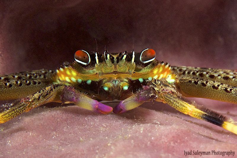 Crab by Iyad Suleyman 