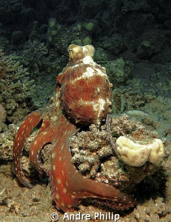 octopus groping for prey under a coral by Andre Philip 