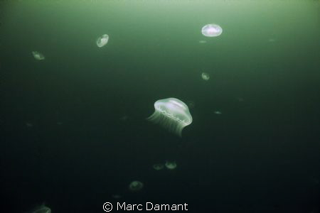 Aliens Everywhere! During the summer we get large congrig... by Marc Damant 