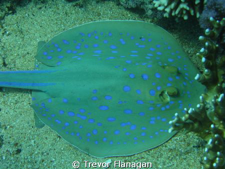 Blue Spotted Ray completely unconcerned about my close pr... by Trevor Flanagan 