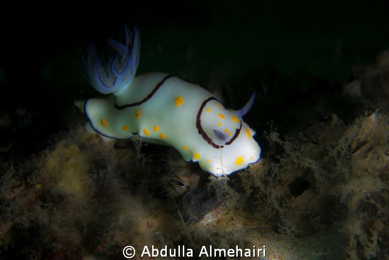 Nudi by Abdulla Almehairi 