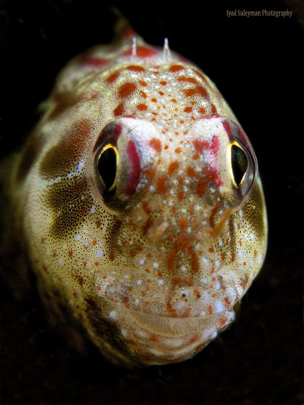 Blenny Portrait by Iyad Suleyman 
