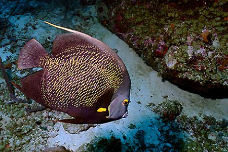French Angelfish swimming near a wreck in Aruba. Nikonos ... by Matthew Shanley 
