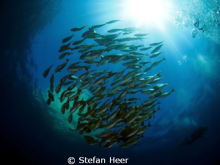 Fish Globe - I took the photo in Spain (Illes Medes). It ... by Stefan Heer 