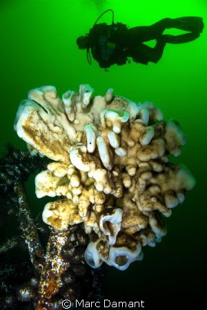 Cloud Sponge and Diver! On a wreck dive we found this clo... by Marc Damant 