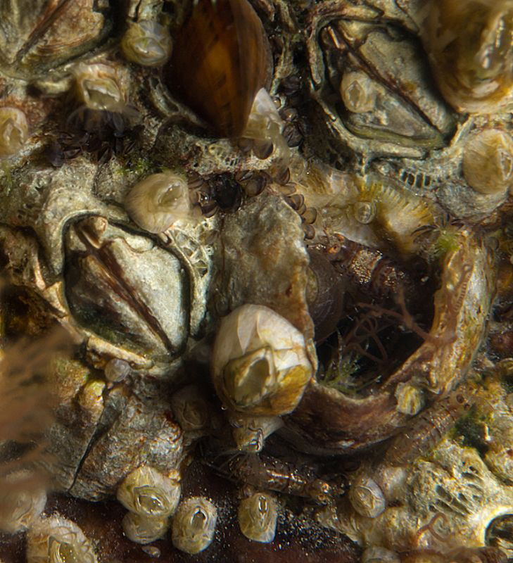 Crust of barnacle generations on stone.  
Note the three... by Chris Krambeck 