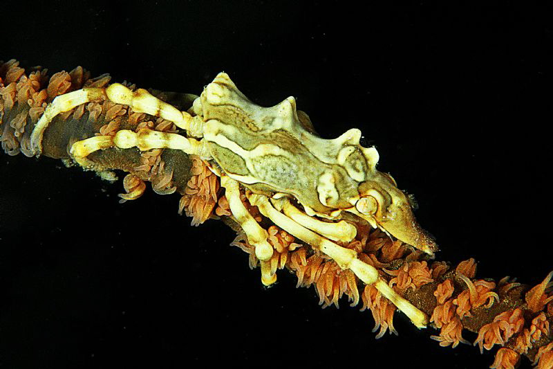 coral shimp by Afflitti Gianluca 