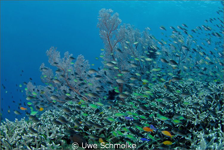 Reef moods -

Have fun watching. by Uwe Schmolke 