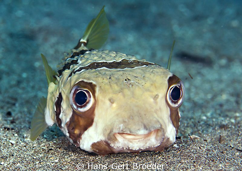 Porcupine Fish
Smile
Wori, near Manado,Sulawesi,Indones... by Hans-Gert Broeder 