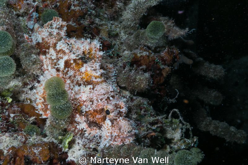 Baby scorpion fish on House Reef at Six Senses Laamu, Laa... by Marteyne Van Well 