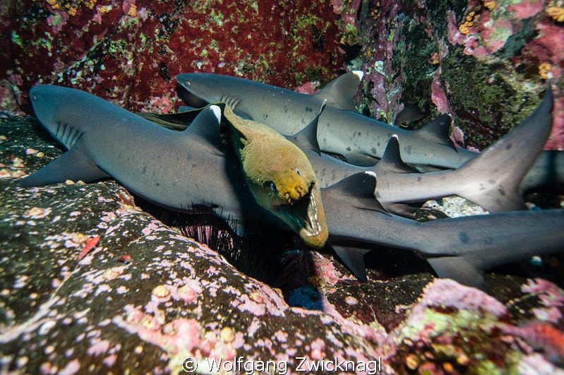 A group of resting whitetips had some really bad company ... by Wolfgang Zwicknagl 