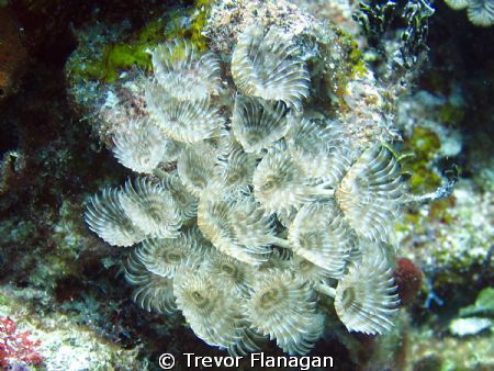 Filter feeding by Trevor Flanagan 