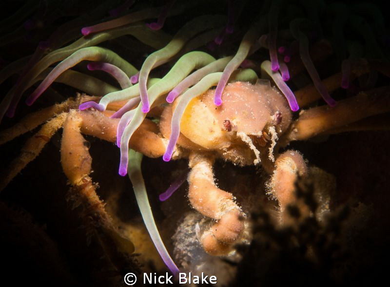Leech's crab and snakelock anemone.
Selsey Lifeboat stat... by Nick Blake 