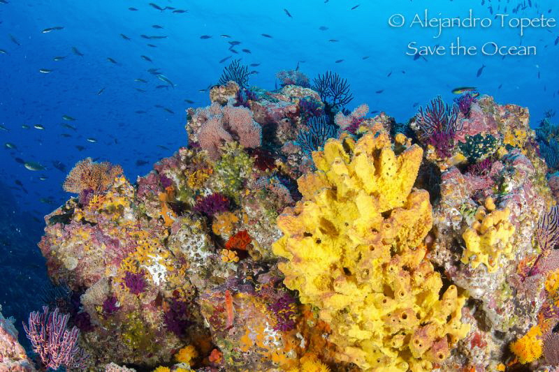 Reef in Morro, Puerto Vallarta México by Alejandro Topete 
