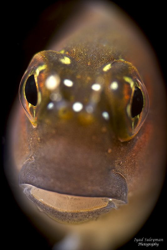 Blenny Portrait by Iyad Suleyman 
