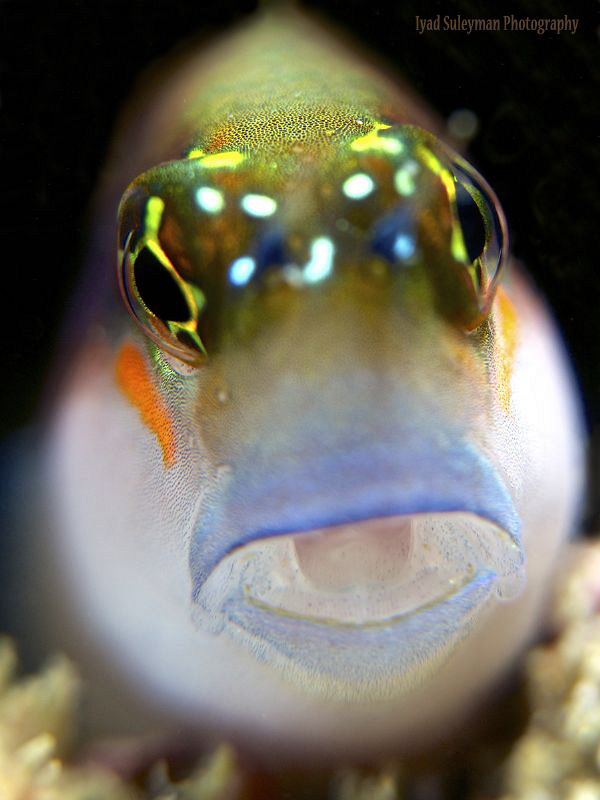 Blenny Portrait by Iyad Suleyman 