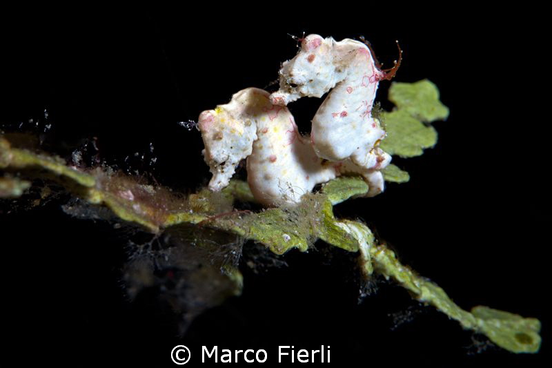 Coleman Pigmy Sea Horses, courting by Marco Fierli 