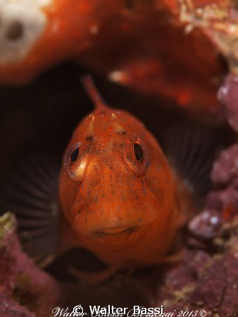 Parablennius by Walter Bassi 
