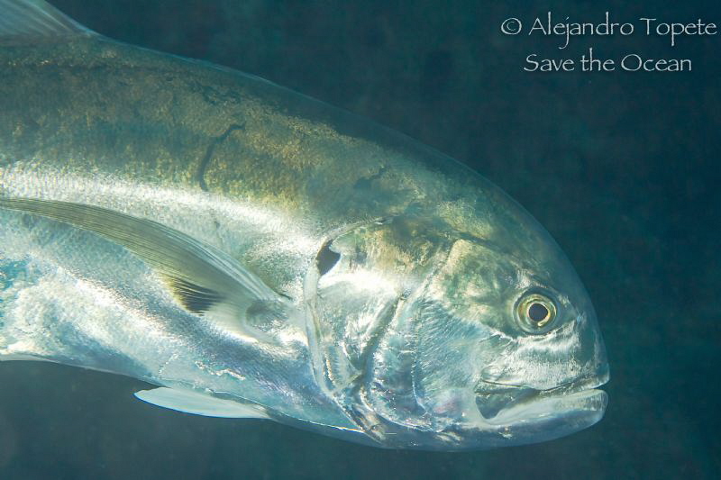 Jack close up, Plataforma Tiburon Mexico
 by Alejandro Topete 