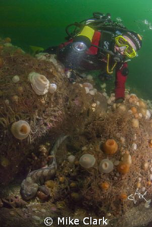 diver encounters a wolf fish by Mike Clark 