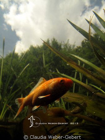 under the surface ... "Goldie"
freshwater series by Claudia Weber-Gebert 