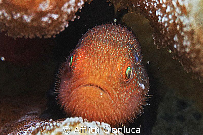 blennid..... by Afflitti Gianluca 