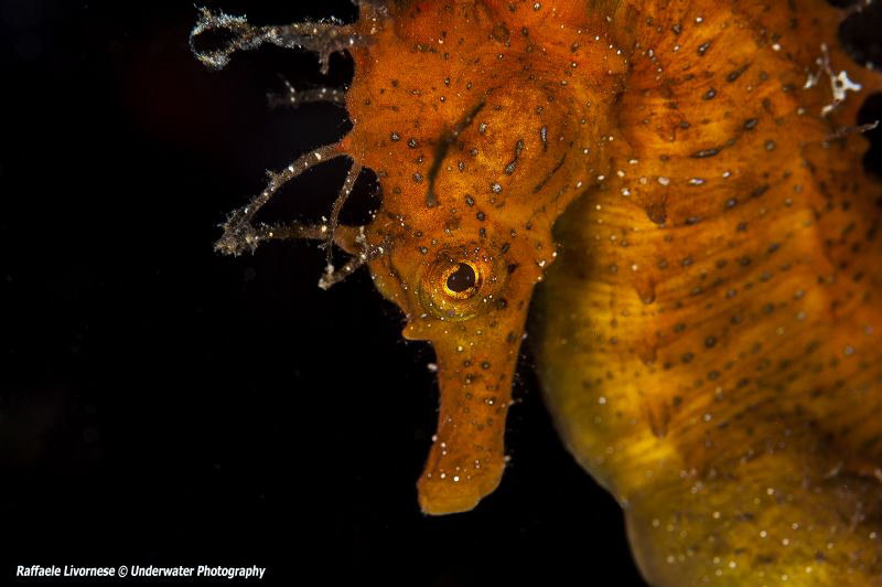 Hippocampus guttulatus, orange species by Raffaele Livornese 