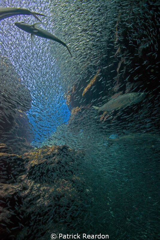 Plenty of action with predators and prey.  Silversides wi... by Patrick Reardon 