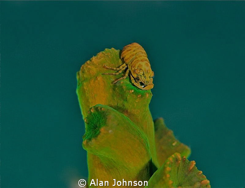 shrimp lembeh , Sulawesi by Alan Johnson 