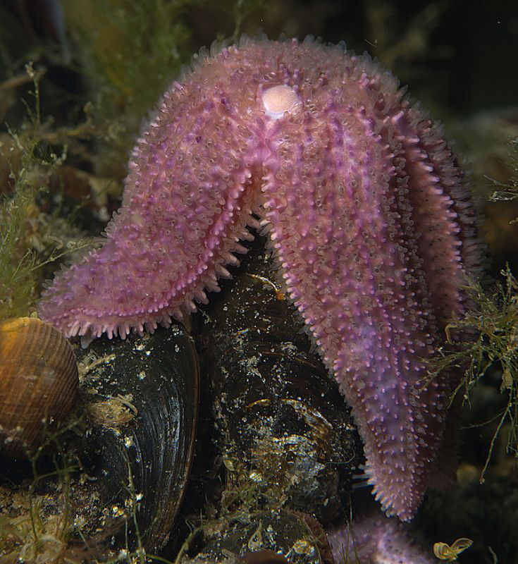 Starfish at lunch by Chris Krambeck 