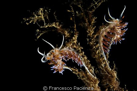 [:B:]Double nudi[:/B:] by Francesco Pacienza 
