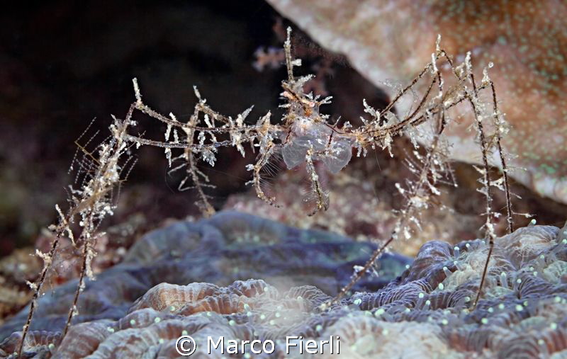 Spider Crab by Marco Fierli 