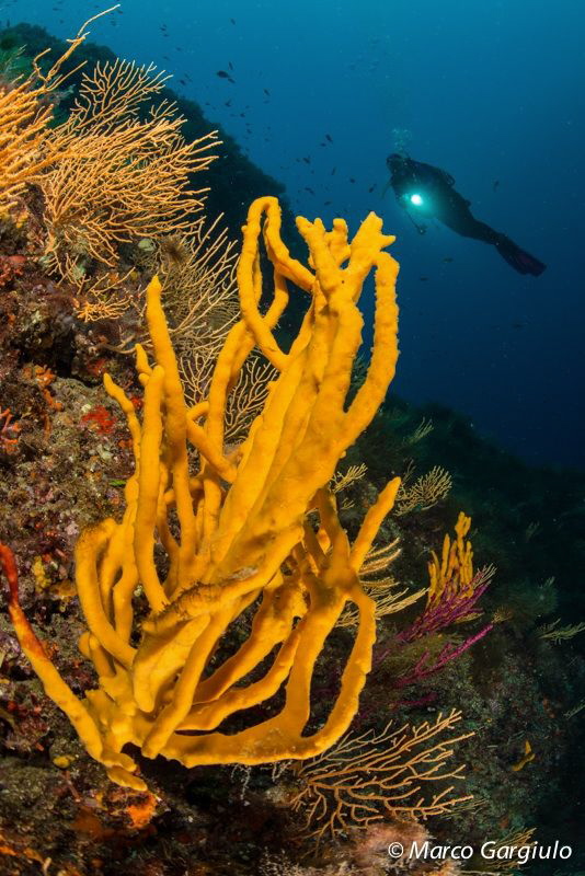 Axinella & Diver by Marco Gargiulo 