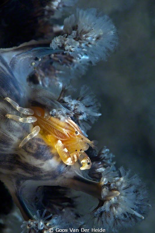 Softcoral Crab by Goos Van Der Heide 