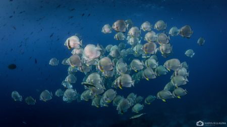 Batfish schooling by by Nadya Kulagina 