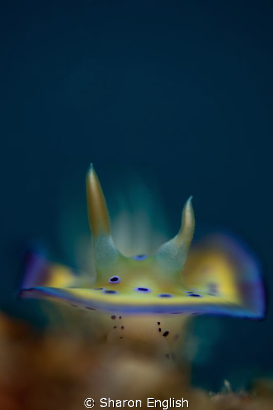Nudi by Sharon English 