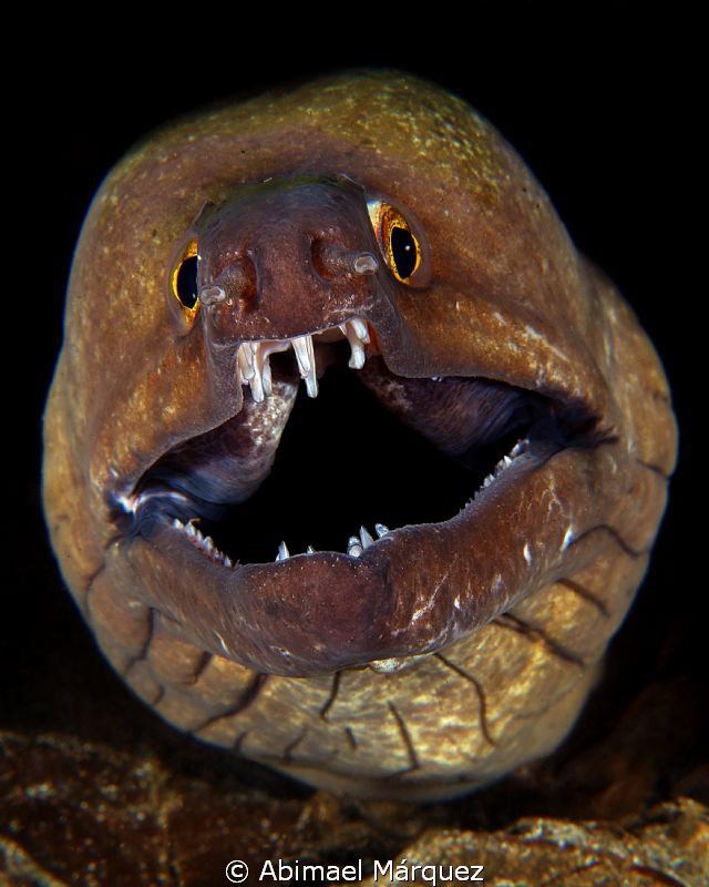 The Moray by Abimael Márquez 