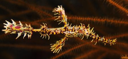 'Harlequin ghost fish' from Walindi (PNG). Taken with Oly... by Istvan Juhasz 