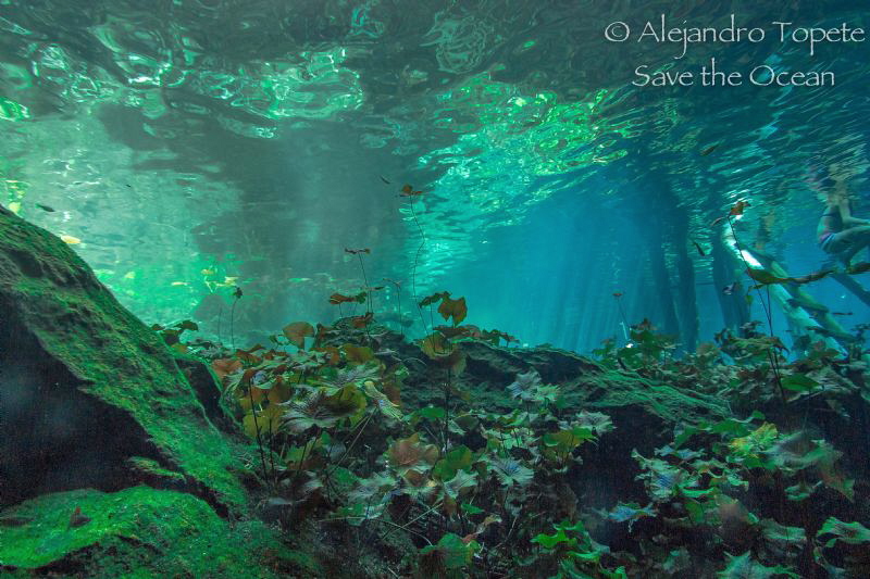 Plants in Gran Cenote, Tulum Mexico by Alejandro Topete 
