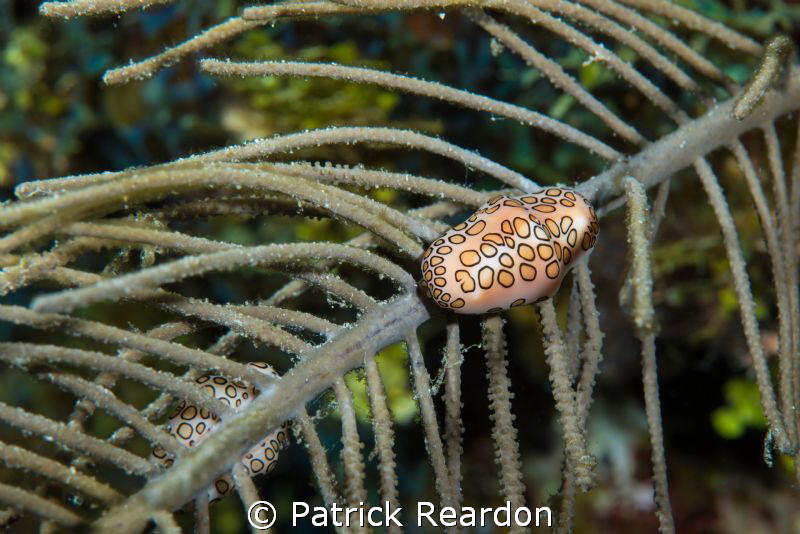 Diagonal.  Lovely rosé colors in the mantle. by Patrick Reardon 