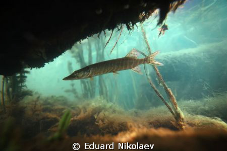 under a snag by Eduard Nikolaev 