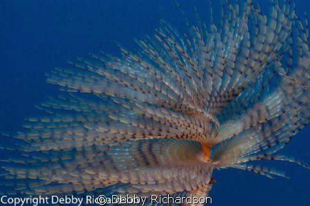 Spiral in the Sea by Debby Richardson 