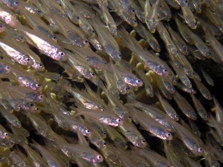 WhiteBait-How many??? Great Barrier Reef c5060 Tetra hous... by Joshua Miles 