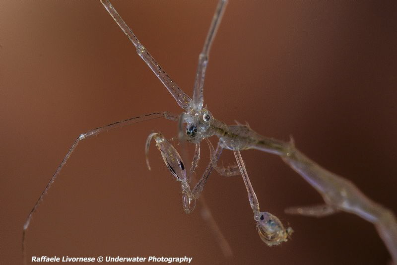 Skeleton shrimp, nice eyes by Raffaele Livornese 