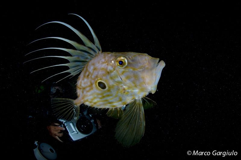 Zeus faber, night dive with Mimmo by Marco Gargiulo 