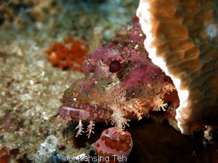 Smilling predator. Shot with G15 at Moalboal dive site. by Kahsing Teh 