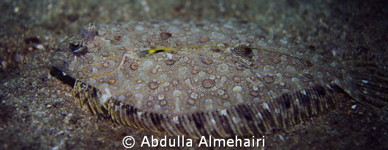 Macro with nikon D600 by Abdulla Almehairi 