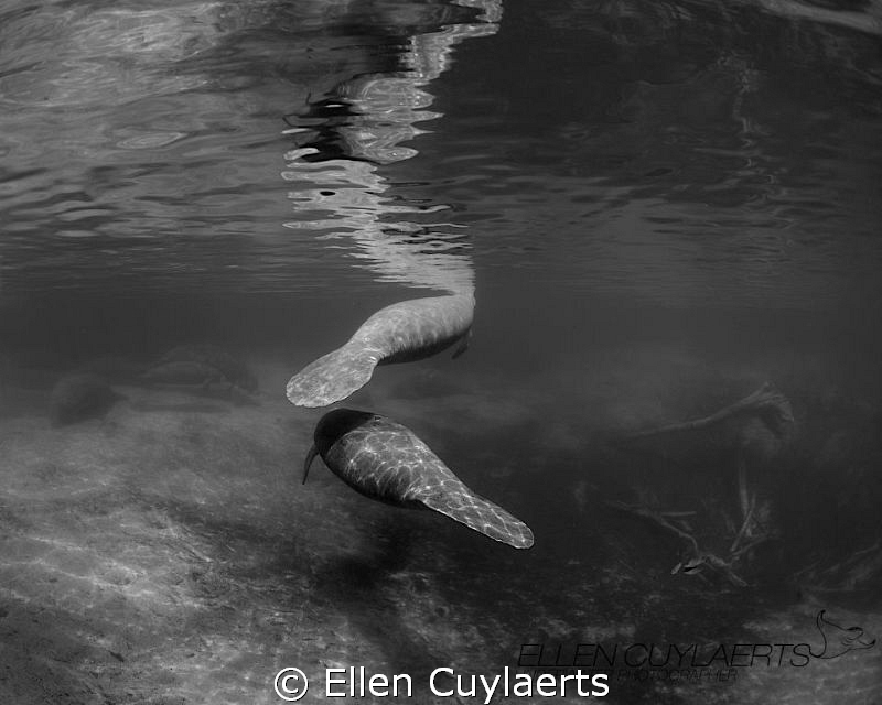 Zig zag

Manatees at Three Sisters Springs by Ellen Cuylaerts 
