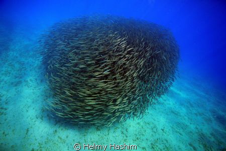 Barracuda by Helmy Hashim 