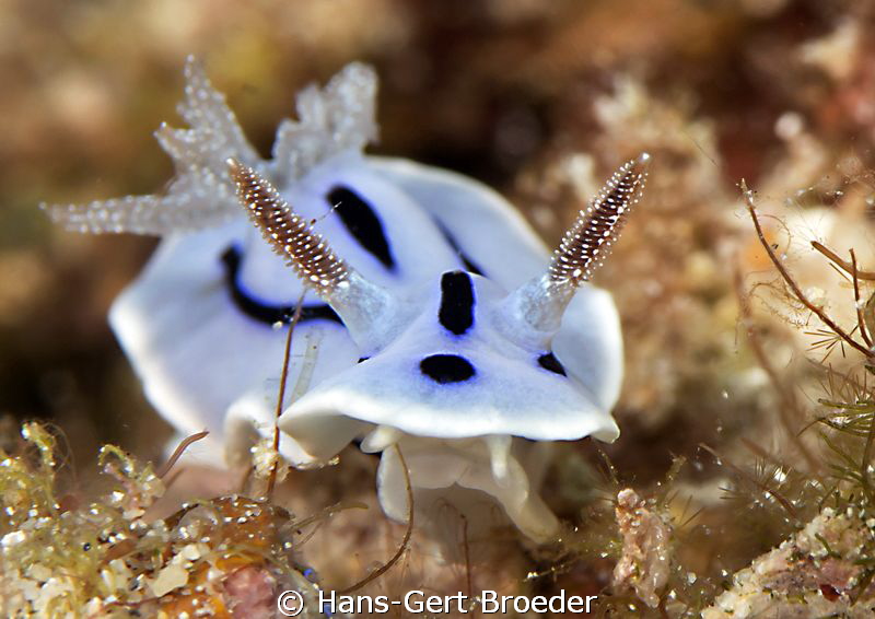 Chromodoris-willani
Bunaken,Sulawesi,Indonesia, Bunaken ... by Hans-Gert Broeder 